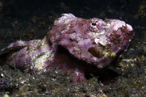 HUMP

Humpback Scorpionfish - Scorpaenopsis diabolus - ... by Jörg Menge 
